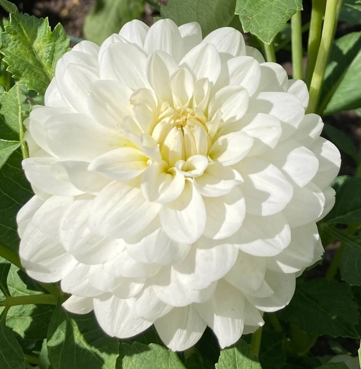 DAHLIAさん専用 DAHLIAさん専用 DAHLIAさん専用 Amazon.co.jp: XJAPAN DAHLIA エックス